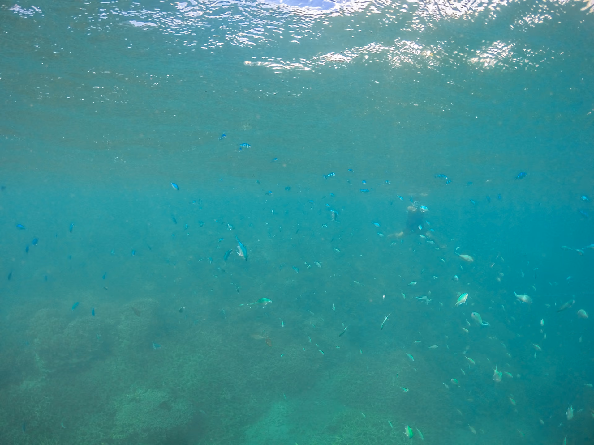 Glass bottom boat tour